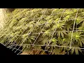 4x8 Greenpoint Seeds Grow