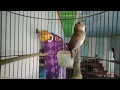 Download Lagu Suara burung cingcoang coklat / jongkangan  gacor memanggil lawan