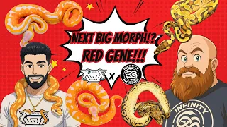 Is RED GENE The Next BIG Thing in Ball Pythons RED GENE CLOWNS DREAMSICLES MORE