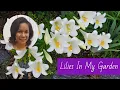 Download Lagu How to Plant \u0026 Care for Easter Lilies in Containers or Flower Beds | #gardening