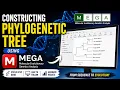 How to Construct a Phylogenetic Tree in MEGA Software Complete Step-by-Step Tutorial 2026