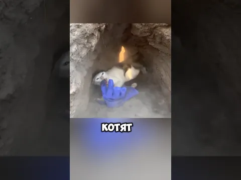 Кошка оставила котят в яме, что бы спрятать от жары