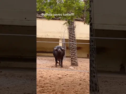 Gentle buffalo friend 🐮🥰#funnyanimals #buffalo #pets #cow #fyp