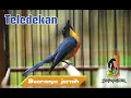 Download Lagu Teledekan gunung, masteran suara jernih dan gacor