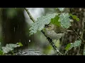 Relaxing Bird Sounds & Soft Rain 🌧️ Nature Sounds for Rest and Reduce Stress