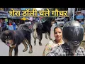 Download Lagu Bhotia dogs ll गौचर जाने की तैयारी ll @bharatkdogs