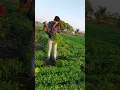 Lagu 30din me dhaniyan ki kheti lakhon kamayen #agriculture #farming #indianfarming #kheti #yt_shorts