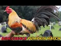 Pumpkin Hatch John Bishop Kelso - Dini Cuenca Farm Philippines