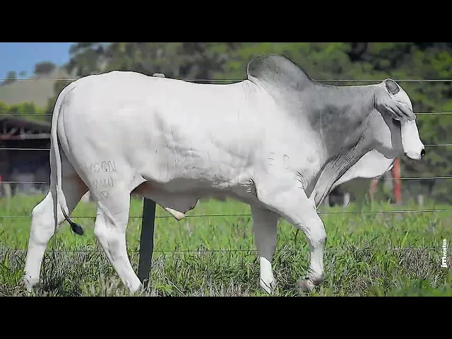 Touro Nelore VSCN - 990