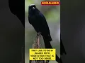 Download Lagu burung srigunting hitam yang cantik dan cantik #burung #suaraburung #videopendek #pendek #alam #kicauburung