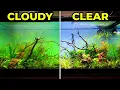 5 Reasons Your Aquarium Looks Cloudy And How to Fix It