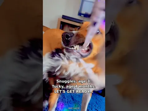 They Took Tug-of-War WAY Too Seriously 😂🐶