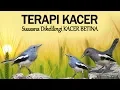 Download Lagu Terapi Kacer, Suara Kacer Betina Bersautan