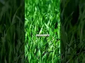 Download Lagu Kenapa Rumput Tetangga Selalu Lebih Hijau?@cerpentawa  #tebakanlucu #tebakankocak #tebakanhumor