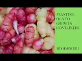 Download Lagu Planting Oca to grow in containers