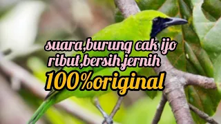 Download #suara #burung cak ijo ribut jernih bersih 100%ori MP3