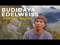 Download Lagu BUDIDAYA EDELWEISS GUNUNG BROMO || Dokumenter RRI