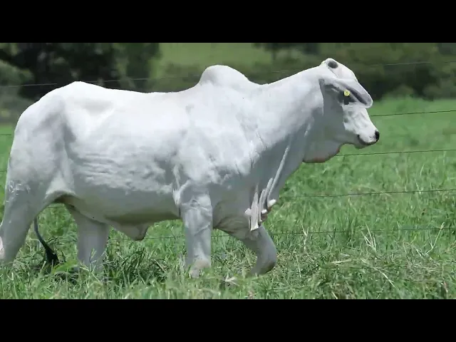 Novilha Nelore NBEM - 423