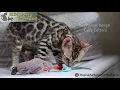 Discover the Bengal Cats Reginamur Bengal Cat s Cattery Bengal Kittens for sale