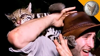 ocelot attack 