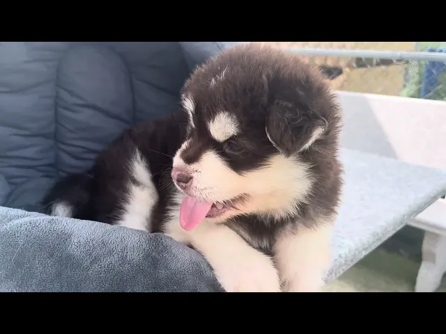 動画
