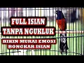 Download Lagu MURAI BATU FULL ISIAN MEWAH BIKIN MURAI LANGSUNG GACOR BONGKAR MATERI #pancinganmuraibatu