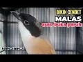 Download Lagu suara pancingan CENDET GACOR full variasi isian yang BIKIN CENDET malas bunyi langsung ikutan NYAUT