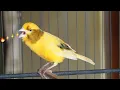 Download Lagu Uitzonderlijk ! veel kanaries zingen mee na het beluisteren van dit lied