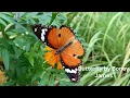 Butterfly by Boney James (featuring Cory Henry and Marcus Miller)
