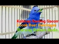 Download Lagu Kehicap Ranting Gacor#livestream