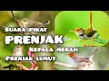 Download Lagu MP3|| suara pikat prenjak kepala merah || dan prenjak lumut #caramikat #pikatburung