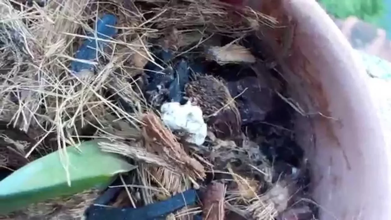 FORMIGUEIRO NO VASO DA ORQUÍDEA