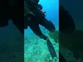 Download Lagu A scuba diver is defending his lobster from a hungry goliath grouper!