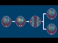 The Phases of Mitosis