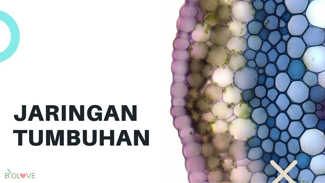 Jaringan Tumbuhan (Dasar Anatomi Tumbuhan)