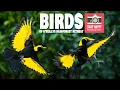 Birds of O Reilly s Rainforest Retreat Bird Photography Tips and Techniques