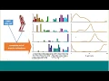 OpenSim Webinar SimCP A Platform to Predict Gait in Children with Cerebral Palsy Post-Intervention
