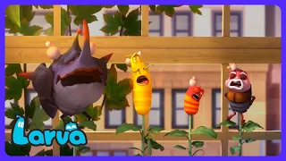 Don't EAT those Magic BEANS!? 💨 - Larva