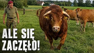 Wypuścił BYKA do krów. BYSIU od razu pokazał, co potrafi!