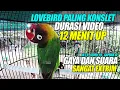 Download Lagu LOVEBIRD PALING KONSLET | DURASI 12 MENIT UP VIDEO | GAYA DAN SUARA PALING EXTRIM - M.T.R GAPURA SF