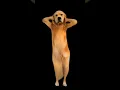 Download Lagu 🥰😍🤩cute Dog dance। UP bala thumka💃 lagao🥰❤️😍