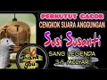 Download Lagu perkutut GACOR cengkok suara anggunan SUSI SUSANTI sang legenda 3,5 Milyar