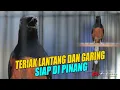 Lagu Pancingan Murai Nembak !! Suara lantang dan garing | siap untuk dipinang | shama bird Indonesia
