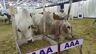 aaa cattle farm 2019 live update sohrab goth gaye mandi karachi super highway maweshi mandi 2019