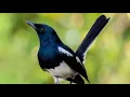 Download Lagu DOWNLOAD SUARA BURUNG KACER PALING MERDU full isian mp3,