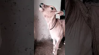 Gay Ki Awaaz Cow Sound Caw Cow Sound Gay Ki Awaaz Cattledog Chhote Bacchon Ki Video 