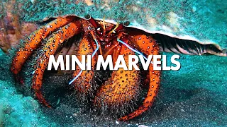 Underwater Mini MONSTERS!  #scuba #underwaterphotography #shorts