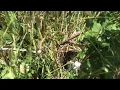 🌿A Peaceful Spring Day in the Hills | Birds Chirping and Birds Nest |Nature Sounds for Stress Relief