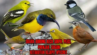 suara pikat burung kecil ribut paling ampuh pikat burung liar jejak si thole part 091