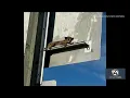 Kinkajou rescued at Yakima rest stop